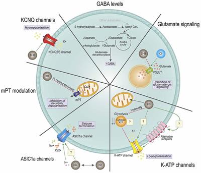 Ketone Bodies in the Brain Beyond Fuel Metabolism: From Excitability to Gene Expression and Cell Signaling